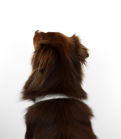Lilo hinten