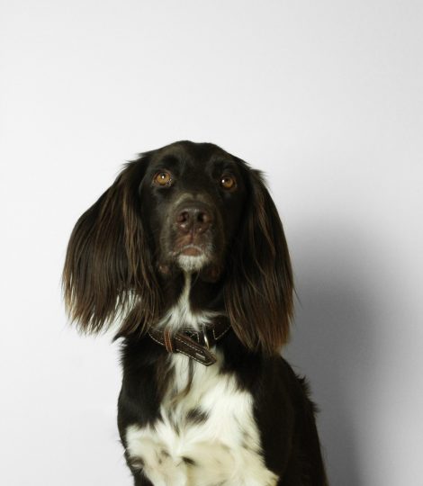 Cooper vorne